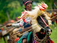 Pasola: Tradisi Perang yang Menyatukan  Kehormatan dan Budaya Sumba