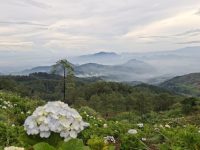 Pesona Puncak Gunung Luhur Sukamakmur : Keindahan Taman Bunga di Tengah Perbukitan Bogor